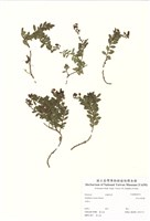 藏品(高山白珠樹)的圖片